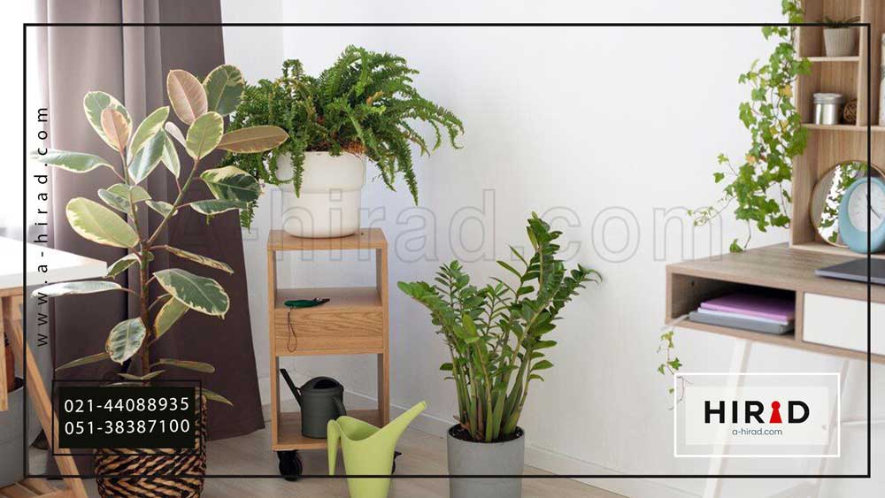 اهمیت گل و گیاه در خانه